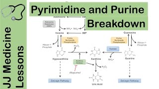 Purine and Pyrimidine Catabolism Pathway  Nucleotide Breakdown  Biochemistry Lesson [upl. by Berey940]