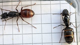 Camponotus CA02 USA vs Camponotus pennsylvanicus USA 03112024 [upl. by Haile]