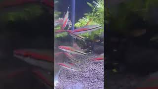 Denison barb aquarium aquariumfish denisonbarb tetra pets [upl. by Inaniel]