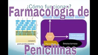 Farmacología de la Amoxicilina y otros antibióticos tipo penicilina [upl. by Joliet597]