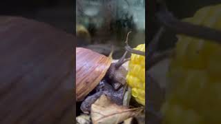 Giant African Land Snail at Wingham Wildlife Park [upl. by Ludovika]