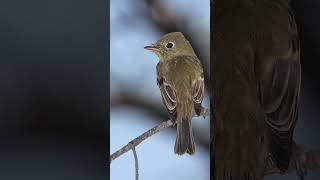 Cordilleran Flycatcher Song Video Peaceful Nature Sounds [upl. by Hcahsem]