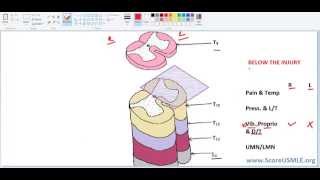 Spinal Pathways MADE SUPER EASY3 Final [upl. by Htessil]