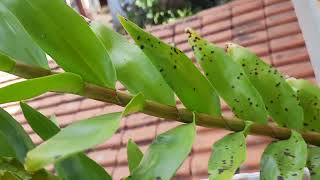 ELIMINE AS PINTAS NAS FOLHAS DE SUA ORQUÍDEA COM APENAS ESSE PRODUTO mcl cultivo dendrobium [upl. by Yeltihw]