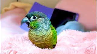 Conure talking 🥰 talkingparrot conure peekaboo greencheekconure talking kissing mommy viral [upl. by Wonacott]