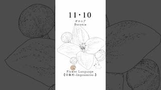 11・10 ボロニアBoronia 花言葉 flowerlanguage [upl. by Milla]