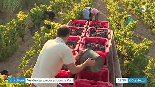 À Ramatuelle les vendanges commencent très tôt pour éviter la canicule [upl. by Ydissak]