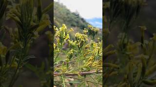 tagetes minuta shorts youtubeshorts [upl. by Aiuhsoj]