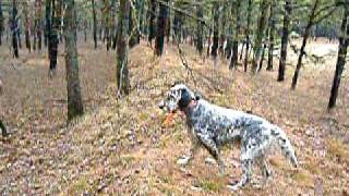 quail hunting in greenwood state forest nj 004 [upl. by Retlaw632]