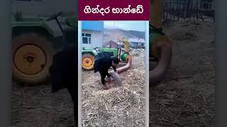 ගින්දර උනත් ඇද ගන්න පුලුවන් භාන්ඩයක් trending viralvideo shorts [upl. by Ellennoj]