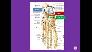Huesos del pie Tarso metatarso y falanges [upl. by Mehcanem]