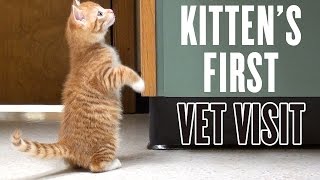 Kittens First Vet Visit [upl. by Richer]