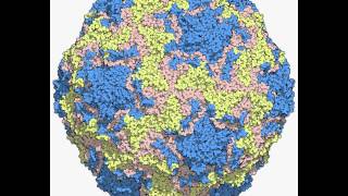 human rhinovirus B14 4RHV [upl. by Alvar135]