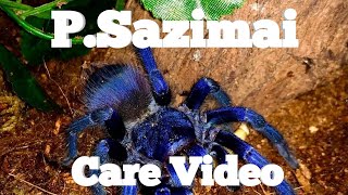 Pterinopelma Sazimai Care Video [upl. by Horace]