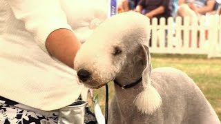 Windsor Dog Show 2015  Terrier group [upl. by Holmann]