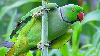 Parrot Sound Videos Compilation [upl. by Boylston]