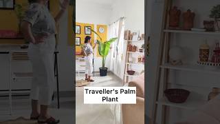 Jugaad Ke Saath Tall Indoor Plants To Style Your Home shorts [upl. by Errol]