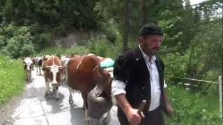 Beautiful Swiss Cows Ascend the Alps  Alp Auffahrt [upl. by Stockton]