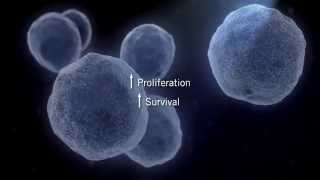 The MAPK Signaling Pathway [upl. by Mia]