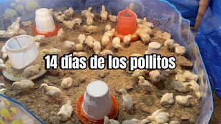 Cómo CRIAR POLLOS DE ENGORDEAvances de campaña [upl. by Winser576]