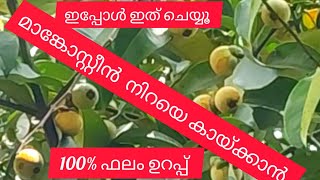 മാങ്കോസ്റ്റീൻ പ്ലാന്റിൽ നിറയെ കായ്ക്കണോ ഇങ്ങനെ ചെയ്യൂ best fertilizer for mangosteen Jees world [upl. by Opaline]