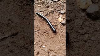 Forest creature  multiple leg insect  Millipedes  Meggie at river side  waterfall [upl. by Silbahc525]