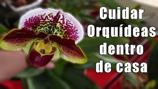 ¿Como Cuidar Orquídeas Dentro de Casa  Orquiplanet [upl. by Kora368]