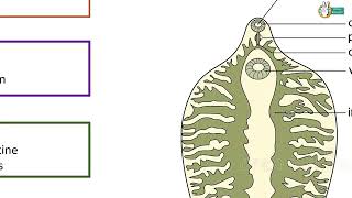 Fasciola hepatica Structure and Life cycle [upl. by Nunes749]