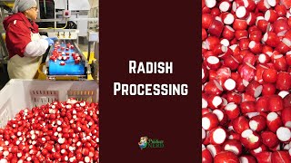 Radish Processing in California Topping and Tailing Radishes [upl. by Ahsuat]