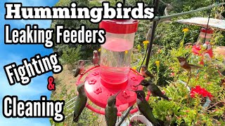 ISSUES Hummingbird Feeder Leaking Cause Stop Bullying Fighting Hummingbirds Cleaning Bird Feeders [upl. by Annaeirb]