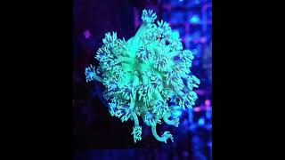 goniopora meerwasseraquaristik reefkeeper reefaquarium [upl. by Sivi]