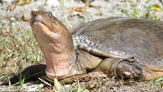 Close call with the Florida softshell turtle [upl. by Pelage647]