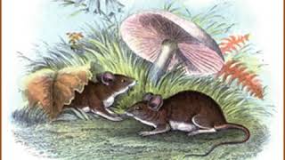 Whitefoot the Wood Mouse by Thornton W BURGESS read by Jill Engle  Full Audio Book [upl. by Ahsiak285]