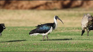 StrawNecked Ibis at Herdsman Lake Dec 2022 [upl. by Giwdul811]