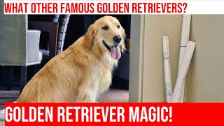 Famous Golden Retrievers in Movies amp TV  The Best of Hollywood [upl. by Zurn247]