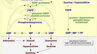 15 Hyperuricemia [upl. by Dugan]