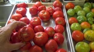 GREEN TOMATOES EASY WAY TO RIPEN  TIP IN DESCRIPTION BOX OAG [upl. by Pall]