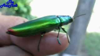 AMAZING Beautiful Jewel Beetle [upl. by Nylirak]