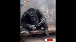 Gorilla Masterfully Cuts His Own Nails with a Nail Cutter [upl. by Oilisab]