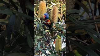 Rainbow lorikeets sounds and call make my day parrot birds tricks [upl. by Wren]