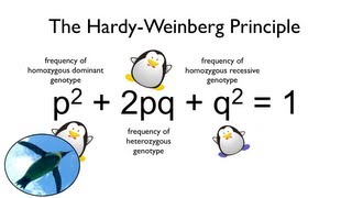 The HardyWeinberg Principle Watch your Ps and Qs [upl. by Boeke]