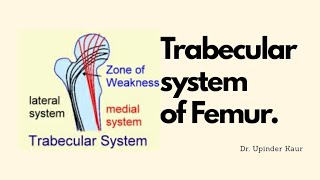 Trabecular system of Femur [upl. by Tniassuot]