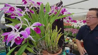 Norman Fang Live Episode 124 Growing Laelia purpurata and her hybrids [upl. by Sonnnie]