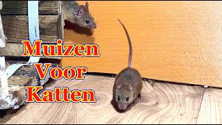 Muizen voor katten  Katten tv muis [upl. by Aynas611]