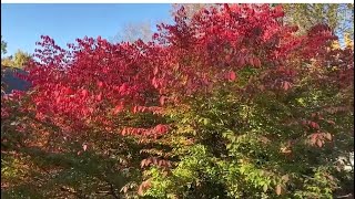 The Most Beautiful Fall Colors in New York 🍂 [upl. by Aihseuqram838]