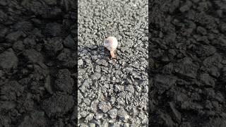 Escargots de goudron 🐌beautiful insects animals snail escargot bug rock [upl. by Suirauqram]