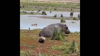 Hyena barely escapes being bitten by hippos powerful jaws [upl. by Diver]