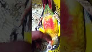 yellow side conur bird hand tame conur babyshortsviraltrending [upl. by Cumings]