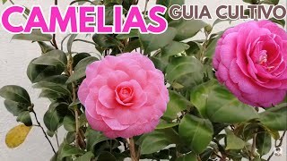 camelias cuidados y cultivo CHUYITO JARDINERO [upl. by Costanzia644]