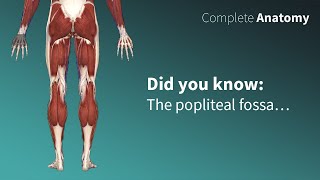 Popliteal Fossa  Neurovascular contents [upl. by Nitsed]